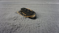 Tokai Vintage Bass Pickup - 8.3k Output